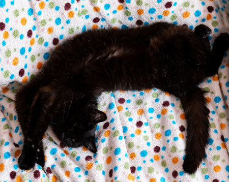 Relaxed cat with outstretched legs enjoys a quiet nap on vibrant blanket, pet love and care, warm vibeの写真素材