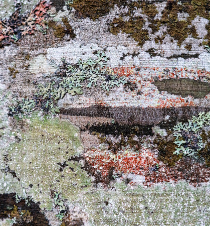 Close-up view of various lichen types foliose and crustose on tree trunk, showing natural symbiosis in temperate woodland, natural botanical backgroundの写真素材