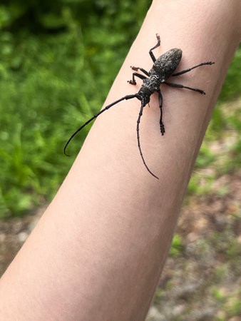 Black large longhorn beetle Monochamus with long antennae is crawling on a human arm, displaying intricate textures and details, set against a blurred green natural backgroundの写真素材