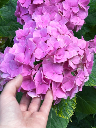 Hand holding vibrant pink hydrangea flower amidst lush green foliage, showing the beauty of nature...