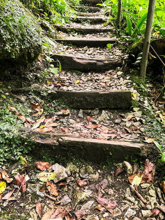 close-up view of a rustic forest trail with uneven wooden steps covered in fallen leaves and moss, surrounded by lush greenery, for themes of hiking, adventure, eco-tourism, and outdoor explorationの写真素材