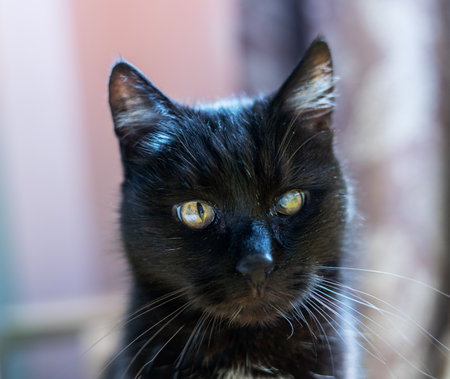 portrait of black cat with one eye partially clouded due to an eye condition, sitting in natural light, veterinary conceptの写真素材