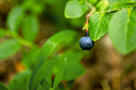 Close-up of a ripe blueberry nestled among vibrant green leaves, showing the natural beauty of fruit in a lush environment, emphasizing freshness and organic growthの写真素材