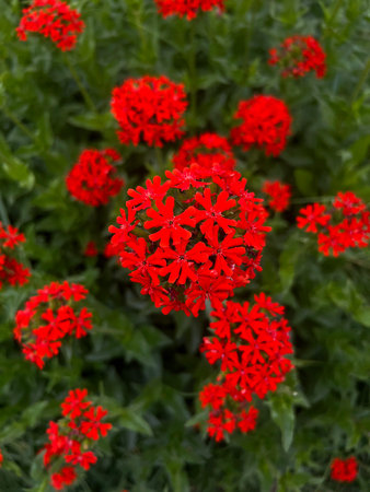 Lychnis chalcedonica, Silene chalcedonica. Bright red blossoms are surrounded by rich green leaves,...