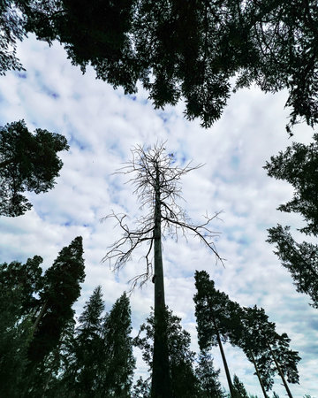 Barren tall dry tree rises above lush forest, surrounded by vibrant greenery and a cloudy sky,...