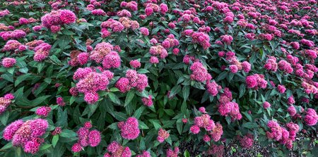 Lush garden filled with vibrant pink flowers spiraea japonica blooming amidst rich green leaves,...