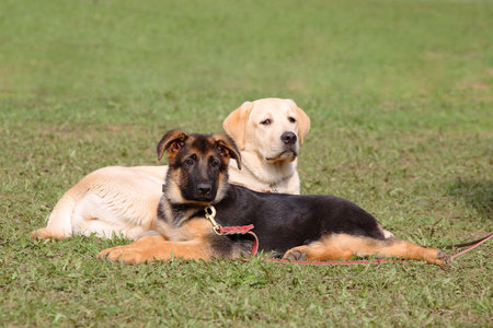Puppy of a German shepherd and labrador - a retriever lie on a grass