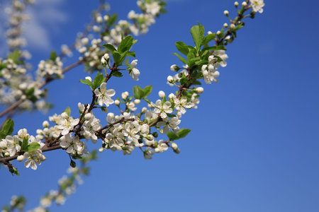 Blossoming branch of a fruit-tree against the sky