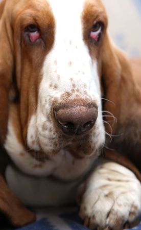 Muzzle basset-haunda close up. Focusing on a nose.の写真素材
