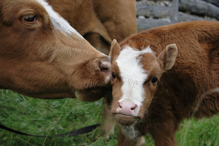 Cow-mum licks the calfの写真素材