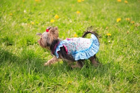 Puppy yorkshire a terrier in an elegant dress on walkの写真素材