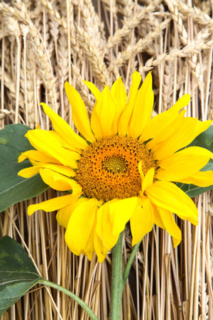 big sunflower against ripe ears of wheatの写真素材