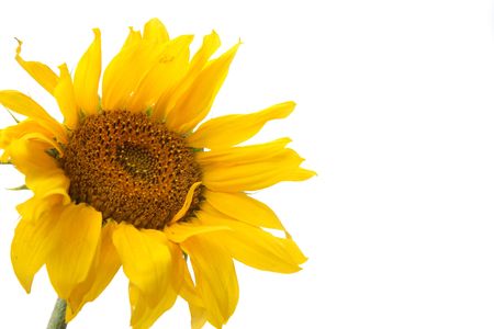 big sunflower it is isolated on a white backgroundの写真素材