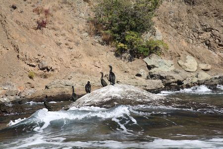 Colony crested cormorants on stones. Crimea. Reserve Karadag.の写真素材