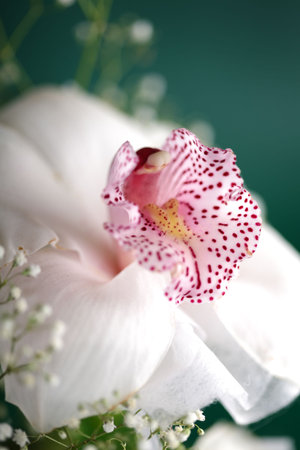 White tropical orchids on green background.の写真素材