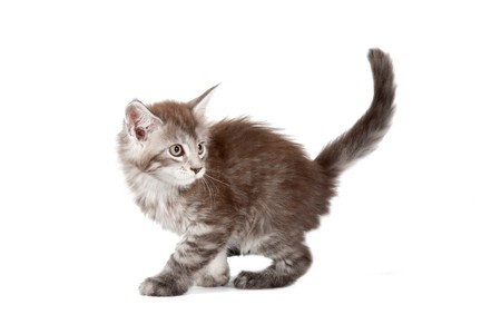 Beautiful cat on white background. It is isolated.の写真素材