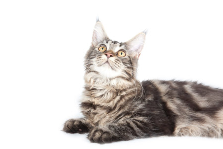 Beautiful cat on white background. It is isolated.の写真素材