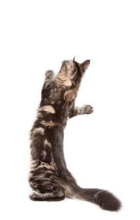 Beautiful cat on white background. It is isolated.の写真素材