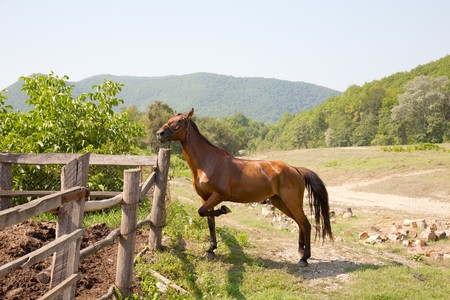 Horses on a leash against mountains. Ranch.の写真素材