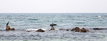 Colony crested cormorants on stonesの写真素材