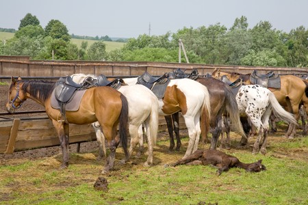 Horses on a leash against mountains. Ranch.の写真素材