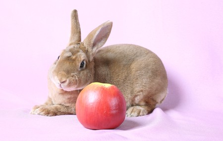 Small decorative rabbit. A symbol of New 2011.の写真素材