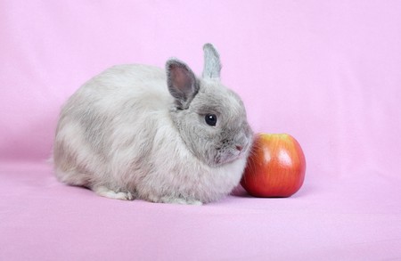 Decorative dwarfish rabbit on a pink background.の写真素材