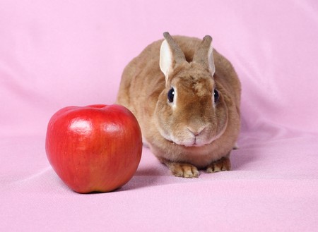 Small decorative rabbit. A symbol of New 2011.の写真素材