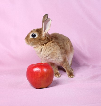 Small decorative rabbit. A symbol of New 2011.の写真素材
