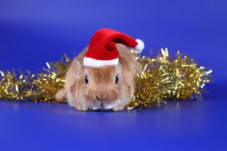Decorative red cub of a rabbit in New Year's surroundingsの写真素材