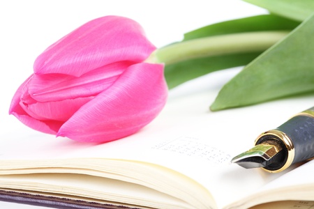 pink tulip lies on an open writing-bookの写真素材