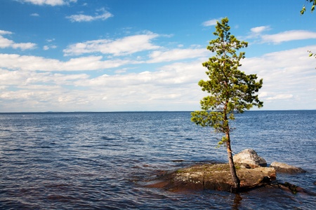 Lonely pine on island among waterの写真素材