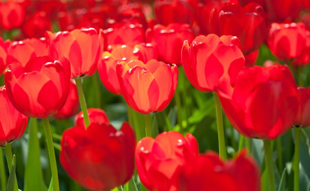 Spring field with colorful tulips.