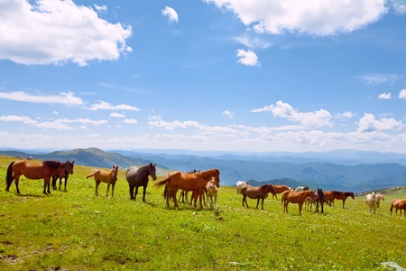 herd of horses is grazed against mountainsの写真素材