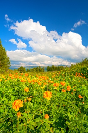 Beautiful mountain landscape with orange colors in the foregroundの写真素材