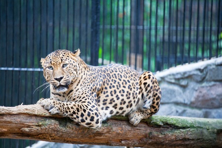 jaguar has a restの写真素材