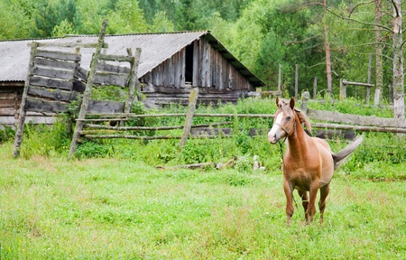 horse is grazed at the destroyed stableの写真素材