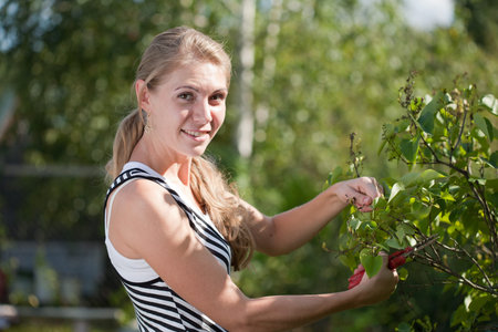 young woman cuts off branches of a berry bush