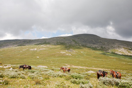 Mountain Altai. A beautiful landscape with horse and the blue sky.