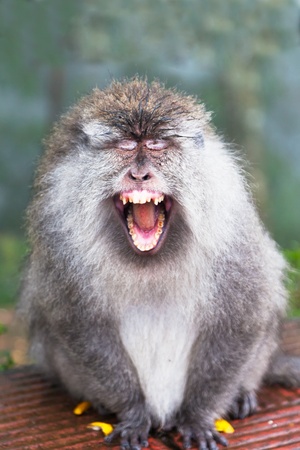 wild monkey shows negative emotionsの写真素材