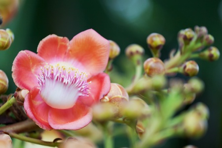 cannonball tree : couroupita guianensis aubl.の写真素材