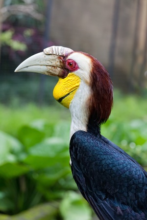 Rhinoceros Hornbill perched on a branchの写真素材