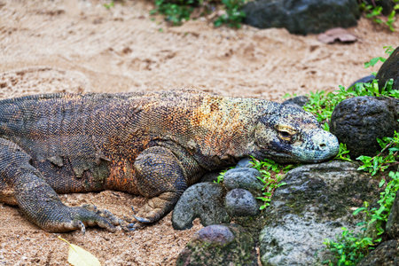 The Komodo dragon, Varanus komodoensis, is the biggest living lizard in the world, Indonesia.