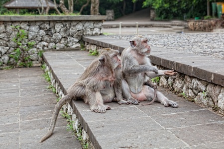 Monkeys beggars elicit delicacies, Bali, Indonesiaの写真素材