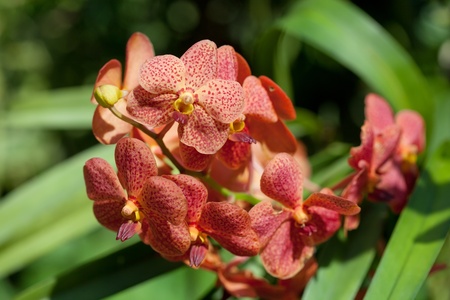 exotic orchids growing on island Bali の写真素材