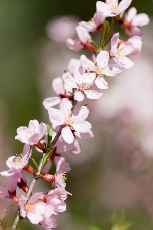 Prunus serrulata or Japanese Cherry in full bloom. の写真素材