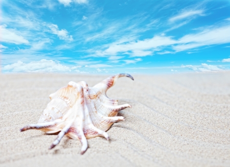 Sea shell on a beach against the bright skyの写真素材