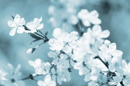 white cherry flowers on spring time の写真素材