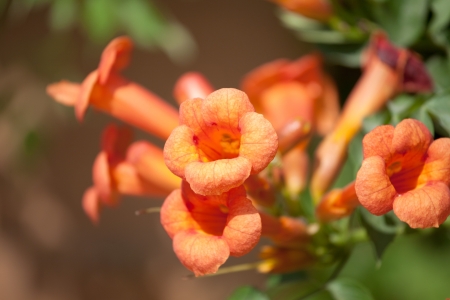 Trumpet vine flowers in blossom. の写真素材