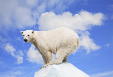 Polar bear on an ice floe on a background of the blue skyの写真素材